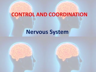 CONTROL AND COORDINATION
Nervous System
 