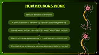 Stimulus detected by receptors
Chemical reaction at dendritic tip → Electrical impulse generated
Impulse travels through Dendrite → Cell Body → Axon → Axon Terminal
Electrical impulse triggers release of chemicals (neurotransmitters)
Chemicals cross synapse and start new electrical impulse in next cell
HOW NEURONS WORK
 