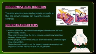 NEUROMUSCULAR JUNCTION
The point where a nerve ending meets a muscle, so
that the nerve’s message can make the muscle
contract.
Neurotransmitters are chemical messengers released from the axon
terminals of a neuron.
They help in transmitting the nerve impulse across the synapse (gap
between two neurons).
At the synapse, the electrical impulse is converted into a chemical signal
(neurotransmitter).
These chemicals quickly cross the gap and generate a new electrical
impulse in the next neuron, muscle cell, or gland cell.
NEUROTRANSMITTERS
 