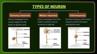 TYPES OF NEURON
Connect sensory and motor
neurons within the brain
and spinal cord.
Carry messages from the
brain or spinal cord to
muscles or glands.
Carry messages from
sense organs to the
brain or spinal cord.
Sensory neurons Interneurons
Motor neurons
 