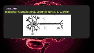 CBSE 2019
Diagram of neuron is shown. Label the parts A, B, C, and D.
 