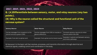 2017, 2019, 2021, 2022, 2024
Q. (A)Differentiate between sensory, motor, and relay neurons (any two
points).
(B) Why is the neuron called the structural and functional unit of the
nervous system?
Sensory Neuron Motor Neuron Relay Neuron
Carries messages from receptors to the
central nervous system (CNS).
Carries messages from CNS to muscles or
glands (effectors).
Connects sensory neurons to motor
neurons within the CNS.
Example: From skin to spinal cord. Example: From spinal cord to hand muscle.
Example: In spinal cord between sensory
and motor pathways.
(b) because it is the basic cell that receives, processes, and transmits information through electrical and
chemical signals, enabling control and coordination in the body.
 