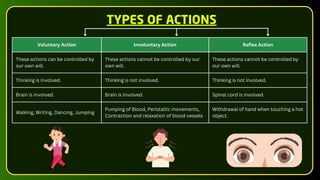 TYPES OF ACTIONS
Voluntary Action Involuntary Action Reflex Action
These actions can be controlled by
our own will.
These actions cannot be controlled by our
own will.
These actions cannot be controlled by
our own will.
Thinking is involved. Thinking is not involved. Thinking is not involved.
Brain is involved. Brain is involved. Spinal cord is involved.
Walking, Writing, Dancing, Jumping
Pumping of Blood, Peristaltic movements,
Contraction and relaxation of blood vessels
Withdrawal of hand when touching a hot
object.
 