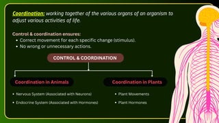 Coordination: working together of the various organs of an organism to
adjust various activities of life.
Control & coordination ensures:
Correct movement for each specific change (stimulus).
No wrong or unnecessary actions.
Coordination in Animals
Nervous System (Associated with Neurons)
Endocrine System (Associated with Hormones)
Coordination in Plants
Plant Movements
Plant Hormones
CONTROL & COORDINATION
 