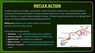 REFLEX ACTION
A reflex action is a sudden, automatic, and involuntary response to a stimulus without
conscious thinking. Examples include jumping away from a bus, withdrawing the hand
from a flame, or mouth watering when hungry. It helps in quick protection from danger and
saves time by avoiding the slow thinking process.
Reflex arc :Pathway for reflex action connecting
sensory nerve to motor nerve.
It includes five main parts:
1.Stimulus – e.g. heat detected by skin receptors.
2.Sensory neuron – carries message to spinal cord.
3.Spinal cord – processes the message.
4.Motor neuron – carries command from spinal cord.
5.Effector (muscle) – contracts and withdraws the
hand.
 