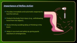 Provides immediate and automatic response to
harmful stimuli.
Protects the body from injury (e.g., withdrawing
hand from hot object).
Saves time by avoiding delay of thinking in the
brain.
Helps in survival and safety by giving quick
reactions in emergencies.
Importance of Reflex Action
 