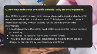 Q. How have reflex arcs evolved in animals? Why are they important?
Ans. Reflex arcs have evolved in animals to provide rapid and automatic
responses to harmful or sudden stimuli. This helps animals to protect
themselves quickly without waiting for the brain to process the
information.
Located mainly in the spinal cord, reflex arcs skip the brain’s detailed
processing.
This makes the reaction faster and more efficient.
They give animals a survival advantage by helping them escape
danger or prevent injury in emergency situations.
 
