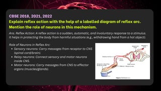 CBSE 2018, 2021, 2022
Explain reflex action with the help of a labelled diagram of reflex arc.
Mention the role of neurons in this mechanism.
Ans. Reflex Action: A reflex action is a sudden, automatic, and involuntary response to a stimulus.
It helps in protecting the body from harmful situations (e.g., withdrawing hand from a hot object).
Role of Neurons in Reflex Arc:
Sensory neurons: Carry messages from receptor to CNS
(spinal cord/brain).
Relay neurons: Connect sensory and motor neurons
inside CNS.
Motor neurons: Carry messages from CNS to effector
organs (muscles/glands).
 