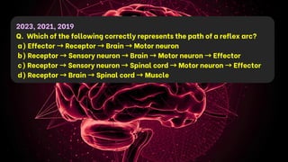 2023, 2021, 2019
Q. Which of the following correctly represents the path of a reflex arc?
a) Effector →Receptor →Brain →Motor neuron
b) Receptor →Sensory neuron →Brain →Motor neuron →Effector
c) Receptor →Sensory neuron →Spinal cord →Motor neuron →Effector
d) Receptor →Brain →Spinal cord →Muscle
 