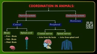 COORDINATION IN ANIMALS:
Endocrine system
Nervous system
Central Peripheral
Hormones
Brain Spinal cord Cranial nerves Spinal nerves
Arise from the brain Arise from spinal cord
Fore - Brain
Mid - Brain
Hind- Brain
 