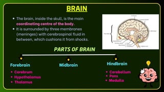 The brain, inside the skull, is the main
coordinating centre of the body.
It is surrounded by three membranes
(meninges) with cerebrospinal fluid in
between, which cushions it from shocks.
BRAIN
Midbrain Hindbrain
PARTS OF BRAIN
Forebrain
Cerebrum
Thalamus
Hypothalamus
Cerebellum
Pons
Medulla
 