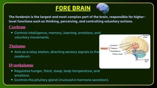 Cerebrum
Controls intelligence, memory, learning, emotions, and
voluntary movements.
Thalamus
Acts as a relay station, directing sensory signals to the
cerebrum.
Hypothalamus
Regulates hunger, thirst, sleep, body temperature, and
emotions.
Controls the pituitary gland (involved in hormone secretion).
FORE BRAIN
The forebrain is the largest and most complex part of the brain, responsible for higher-
level functions such as thinking, perceiving, and controlling voluntary actions.
 