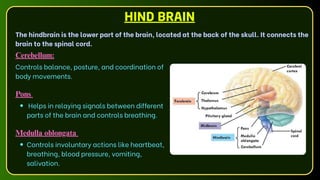 Cerebellum:
Controls balance, posture, and coordination of
body movements.
Pons
Helps in relaying signals between different
parts of the brain and controls breathing.
Medulla oblongata
Controls involuntary actions like heartbeat,
breathing, blood pressure, vomiting,
salivation.
HIND BRAIN
The hindbrain is the lower part of the brain, located at the back of the skull. It connects the
brain to the spinal cord.
 