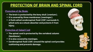 PROTECTION OF BRAIN AND SPINAL CORD
Protection of the Brain:
The brain is protected by the bony skull (cranium).
It is covered by three membranes (meninges).
A fluid called cerebrospinal fluid (CSF) surrounds it,
which acts as a shock absorber and protects it from
injury.
Protection of Spinal Cord
The spinal cord is protected by the vertebral column
(backbone).
It is also covered by meninges.
Cerebrospinal fluid (CSF) around the spinal cord provides
cushioning and prevents damage.
 