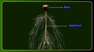 Brain
Spinal Cord
 