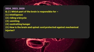 2024, 2023, 2020
Q.(i) Which part of the brain is responsible for —
(1) Intelligence
(2) riding a bicycle
(3) vomiting
(4) controlling hunger
(ii) How is the brain and spinal cord protected against mechanical
injuries?
 