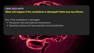 CBSE 2022 HOTS
What will happen if the cerebellum is damaged? State any two effects.
Ans. If the cerebellum is damaged:
The person will lose balance and posture.
Voluntary actions will lose precision and coordination.
 