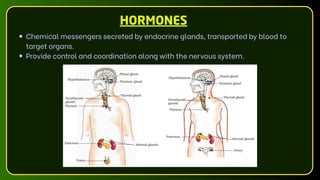 HORMONES
Chemical messengers secreted by endocrine glands, transported by blood to
target organs.
Provide control and coordination along with the nervous system.
 
