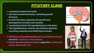Located just below the brain.
Secretes several hormones, including growth
hormone.
Growth hormone regulates the growth and
development of bones and muscles.
Located just below the hypothalamus in the brain.
The hypothalamus controls the pituitary gland by
secreting releasing and inhibiting hormones.
PITUITARY GLAND
Deficiency of growth hormone during childhood causes
dwarfism, resulting in short stature.
Excess growth hormone leads to gigantism, making the
person abnormally tall.
 