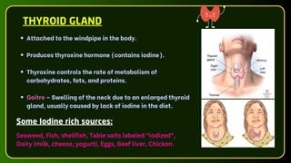 Attached to the windpipe in the body.
Produces thyroxine hormone (contains iodine).
Thyroxine controls the rate of metabolism of
carbohydrates, fats, and proteins.
Goitre – Swelling of the neck due to an enlarged thyroid
gland, usually caused by lack of iodine in the diet.
THYROID GLAND
Some Iodine rich sources:
Seaweed, Fish, shellfish, Table salts labeled “iodized”,
Dairy (milk, cheese, yogurt), Eggs, Beef liver, Chicken.
 