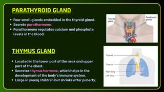 PARATHYROID GLAND
Four small glands embedded in the thyroid gland.
Secrete parathormone.
Parathormone regulates calcium and phosphate
levels in the blood.
THYMUS GLAND
Located in the lower part of the neck and upper
part of the chest.
Secretes thymus hormone, which helps in the
development of the body’s immune system.
Large in young children but shrinks after puberty.
 