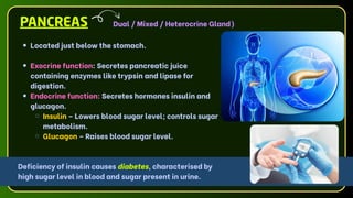 Located just below the stomach.
Exocrine function: Secretes pancreatic juice
containing enzymes like trypsin and lipase for
digestion.
Endocrine function: Secretes hormones insulin and
glucagon.
Insulin – Lowers blood sugar level; controls sugar
metabolism.
Glucagon – Raises blood sugar level.
Deficiency of insulin causes diabetes, characterised by
high sugar level in blood and sugar present in urine.
Dual / Mixed / Heterocrine Gland)
PANCREAS
 