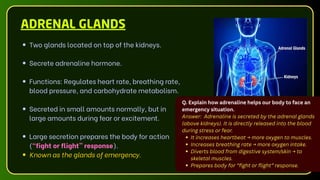 Two glands located on top of the kidneys.
Secrete adrenaline hormone.
Functions: Regulates heart rate, breathing rate,
blood pressure, and carbohydrate metabolism.
Secreted in small amounts normally, but in
large amounts during fear or excitement.
Large secretion prepares the body for action
(“fight or flight” response).
Known as the glands of emergency.
ADRENAL GLANDS
Q. Explain how adrenaline helps our body to face an
emergency situation.
Answer: Adrenaline is secreted by the adrenal glands
(above kidneys). It is directly released into the blood
during stress or fear.
It increases heartbeat → more oxygen to muscles.
Increases breathing rate → more oxygen intake.
Diverts blood from digestive system/skin → to
skeletal muscles.
Prepares body for “fight or flight” response.
 