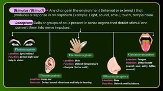 Receptors: Cells or groups of cells present in sense organs that detect stimuli and
convert them into nerve impulses.
Photoreceptors
Phonoreceptors Olfactoryreceptors
Location: Eye (retina)
Function: Detect light and
help in vision
Location: Inner ear
Function: Detect sound vibrations and help in hearing.
Location: Skin
Function: Detect temperature
changes (hot or cold).
Location: Nose
Function: Detect smells/odours.
Location: Tongue
Function: Detect taste
(sweet, sour, salty, bitter,
umami).
Stimulus (Stimuli) →Any change in the environment (internal or external) that
produces a response in an organism.Example: Light, sound, smell, touch, temperature.
Gustatoryreceptors
Thermoreceptors
 