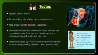 Testes
Present only in males.
Produce the male sex hormone testosterone.
Also produce male gametes (sperms).
Testosterone controls the development of male sex
organs and male features such as deeper voice,
moustache, beard, and more body hair.
Changes caused by testosterone are associated with
male puberty, usually between 13–14 years of age.
 
