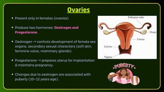Ovaries
Present only in females (ovaries)
Produce two hormones: Oestrogen and
Progesterone.
Oestrogen →controls development of female sex
organs, secondary sexual characters (soft skin,
feminine voice, mammary glands).
Progesterone →prepares uterus for implantation
& maintains pregnancy.
Changes due to oestrogen are associated with
puberty (10–12 years age).
 