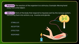 Effectors: Parts of the body that respond to impulses sent by the nervous system,
converting them into actions. e.g. muscles and glands.
Response: The reaction of the organism to a stimulus. Example: Moving hand
away from a hot object.
STIMULUS :
RECEPTOR :
EFFECTOR :
RESPONSE :
 