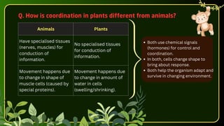 Both use chemical signals
(hormones) for control and
coordination.
In both, cells change shape to
bring about response.
Both help the organism adapt and
survive in changing environment.
Animals Plants
Have specialised tissues
(nerves, muscles) for
conduction of
information.
No specialised tissues
for conduction of
information.
Movement happens due
to change in shape of
muscle cells (caused by
special proteins).
Movement happens due
to change in amount of
water in cells
(swelling/shrinking).
Q. How is coordination in plants different from animals?
 