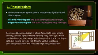 1. Phototropism:
The movement of a plant part in response to light is called
phototropism.
Positive Phototropism: The plant's stem grows toward light.
Negative Phototropism: The plant's roots grow away from light.
Germinated bean seeds kept in a flask facing light show shoots
bending towards light and roots bending away from light. When
the flask is turned, the new growth changes direction according to
light, but the old parts do not. This shows that shoots are
positively phototropic and roots are negatively phototropic.
 