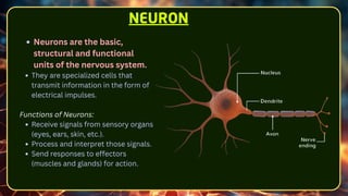 Neurons are the basic,
structural and functional
units of the nervous system.
They are specialized cells that
transmit information in the form of
electrical impulses.
Functions of Neurons:
Receive signals from sensory organs
(eyes, ears, skin, etc.).
Process and interpret those signals.
Send responses to effectors
(muscles and glands) for action.
NEURON
 