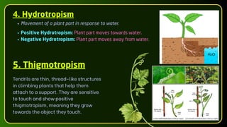 4. Hydrotropism
Movement of a plant part in response to water.
Positive Hydrotropism: Plant part moves towards water.
Negative Hydrotropism: Plant part moves away from water.
Tendrils are thin, thread-like structures
in climbing plants that help them
attach to a support. They are sensitive
to touch and show positive
thigmotropism, meaning they grow
towards the object they touch.
5. Thigmotropism
 