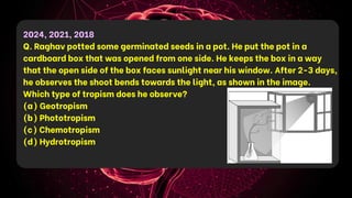 2024, 2021, 2018
Q. Raghav potted some germinated seeds in a pot. He put the pot in a
cardboard box that was opened from one side. He keeps the box in a way
that the open side of the box faces sunlight near his window. After 2-3 days,
he observes the shoot bends towards the light, as shown in the image.
Which type of tropism does he observe?
(a) Geotropism
(b) Phototropism
(c) Chemotropism
(d) Hydrotropism
 