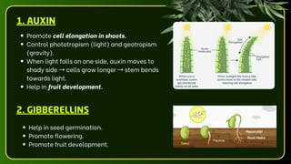 Promote cell elongation in shoots.
Control phototropism (light) and geotropism
(gravity).
When light falls on one side, auxin moves to
shady side →cells grow longer →stem bends
towards light.
Help in fruit development.
1. AUXIN
2. GIBBERELLINS
Help in seed germination.
Promote flowering.
Promote fruit development.
 