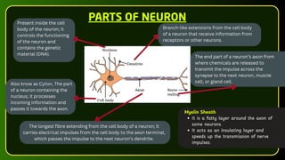 PARTS OF NEURON
Present inside the cell
body of the neuron; it
controls the functioning
of the neuron and
contains the genetic
material (DNA).
The longest fibre extending from the cell body of a neuron; it
carries electrical impulses from the cell body to the axon terminal,
which passes the impulse to the next neuron’s dendrite.
Branch-like extensions from the cell body
of a neuron that receive information from
receptors or other neurons.
Also know as Cyton, The part
of a neuron containing the
nucleus; it processes
incoming information and
passes it towards the axon.
The end part of a neuron’s axon from
where chemicals are released to
transmit the impulse across the
synapse to the next neuron, muscle
cell, or gland cell.
Myelin Sheath
It is a fatty layer around the axon of
some neurons.
It acts as an insulating layer and
speeds up the transmission of nerve
impulses.
 