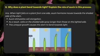 Q. Why does a plant bend towards light? Explain the role of auxin in this process.
Ans. When light falls on a plant from one side, auxin hormone moves towards the shaded
side of the stem.
Auxin stimulates cell elongation.
As a result, cells on the shaded side grow longer than those on the lighted side.
This unequal growth causes the stem to bend towards light.
 