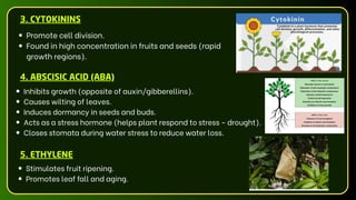Promote cell division.
Found in high concentration in fruits and seeds (rapid
growth regions).
3. CYTOKININS
Inhibits growth (opposite of auxin/gibberellins).
Causes wilting of leaves.
Induces dormancy in seeds and buds.
Acts as a stress hormone (helps plant respond to stress - drought).
Closes stomata during water stress to reduce water loss.
4. ABSCISIC ACID (ABA)
Stimulates fruit ripening.
Promotes leaf fall and aging.
5. ETHYLENE
 