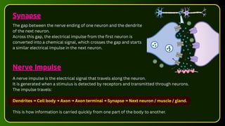 Synapse
The gap between the nerve ending of one neuron and the dendrite
of the next neuron.
Across this gap, the electrical impulse from the first neuron is
converted into a chemical signal, which crosses the gap and starts
a similar electrical impulse in the next neuron.
A nerve impulse is the electrical signal that travels along the neuron.
It is generated when a stimulus is detected by receptors and transmitted through neurons.
The impulse travels:
Dendrites → Cell body → Axon → Axon terminal → Synapse → Next neuron / muscle / gland.
This is how information is carried quickly from one part of the body to another.
Nerve Impulse
 