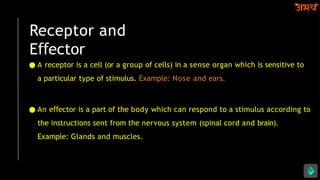 Receptor and
E ector
ﬀ
● A receptor is a cell (or a group of cells) in a sense organ which is sensitive to
a particular type of stimulus. Example: Nose and ears.
● An e ector
ﬀ is a part of the body which can respond to a stimulus according to
the instructions sent from the nervous system (spinal cord and brain).
Example: Glands and muscles.
 