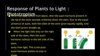 ● When sunlight comes from above, then the auxin hormone present in
the tip of the stem spreads uniformly down the stem. Due to the equal
presence of auxin, both the sides of the stem grow equally rapidly. And
the stem grows straight up.
● When the light falls only on the right
side of the stem, then the auxin
hormone collects in the left side of the
stem,
away from light. This is because
auxin hormone prefers to stay in
Response of Plants to Light :
Phototropism
 