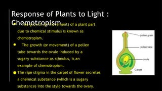 ● The growth (or movement) of a plant part
due to chemical stimulus is known as
chemotropism.
● The growth (or movement) of a pollen
tube towards the ovule induced by a
sugary substance as stimulus, is an
example of chemotropism.
● The ripe stigma in the carpel of ﬂower secretes
a chemical substance (which is a sugary
substance) into the style towards the ovary.
Response of Plants to Light :
Chemotropism
 