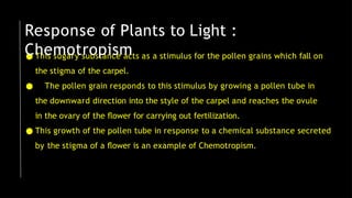 ● This sugary substance acts as a stimulus for the pollen grains which fall on
the stigma of the carpel.
● The pollen grain responds to this stimulus by growing a pollen tube in
the downward direction into the style of the carpel and reaches the ovule
in the ovary of the ﬂower for carrying out fertilization.
● This growth of the pollen tube in response to a chemical substance secreted
by the stigma of a ﬂower is an example of Chemotropism.
Response of Plants to Light :
Chemotropism
 
