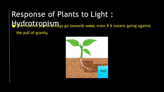 ● The roots of plants always go towards water, even if it means going against
the pull of gravity.
Response of Plants to Light :
Hydrotropism
 