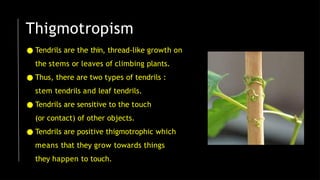 Thigmotropism
● Tendrils are the thin, thread-like growth on
the stems or leaves of climbing plants.
● Thus, there are two types of tendrils :
stem tendrils and leaf tendrils.
● Tendrils are sensitive to the touch
(or contact) of other objects.
● Tendrils are positive thigmotrophic which
means that they grow towards things
they happen to touch.
 