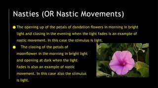 ● The opening up of the petals of dandelion ﬂowers in morning in bright
light and closing in the evening when the light fades is an example of
nastic movement. In this case the stimulus is light.
● The closing of the petals of
moonﬂower in the morning in bright light
and opening at dark when the light
fades is also an example of nastic
movement. In this case also the stimulus
is light.
Nasties (OR Nastic Movements)
 