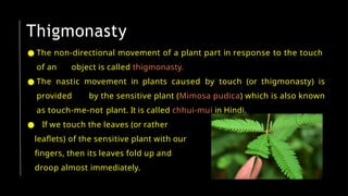 Thigmonasty
● The non-directional movement of a plant part in response to the touch
of an object is called thigmonasty.
● The nastic movement in plants caused by touch (or thigmonasty) is
provided by the sensitive plant (Mimosa pudica) which is also known
as touch-me-not plant. It is called chhui-mui in Hindi.
● If we touch the leaves (or rather
leaflets) of the sensitive plant with our
fingers, then its leaves fold up and
droop almost immediately.
 