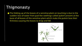 ● The folding up of the leaves of a sensitive plant on touching is due to the
sudden loss of water from pad-like swellings called ‘pulvini’ present at the
base of all leaves of the sensitive plant which make the pulvini lose their
firmness causing the leaves to drop and fall.
Thigmonasty
 